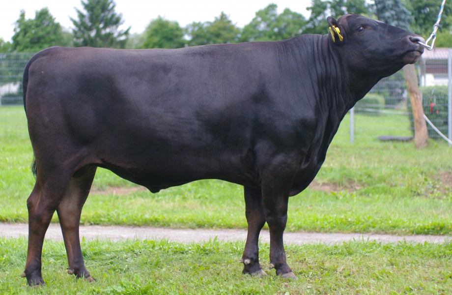 Wagyu Stiere – German Wagyu Academy - Sepp Krätz